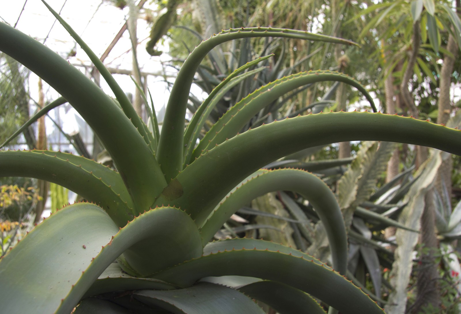 Vườn bách thảo — Cận cảnh cây lô hội (Aloe