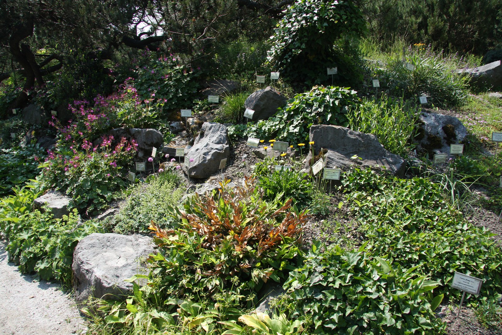 Vườn bách thảo — Khu vườn đá (rockery) trồng cây theo nhóm sinh