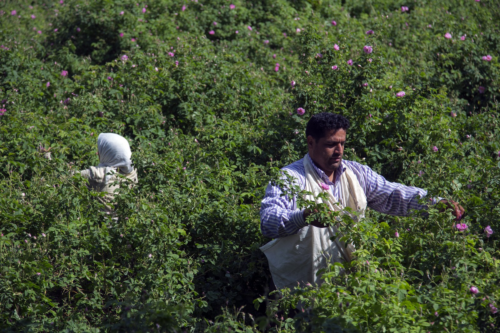 Hai người nông dân đang hái hoa hồng bằng tay giữa một cánh đồng hồng damask ở Ghamsar, Kashan, Iran, dùng để chưng cất nước hoa hồng