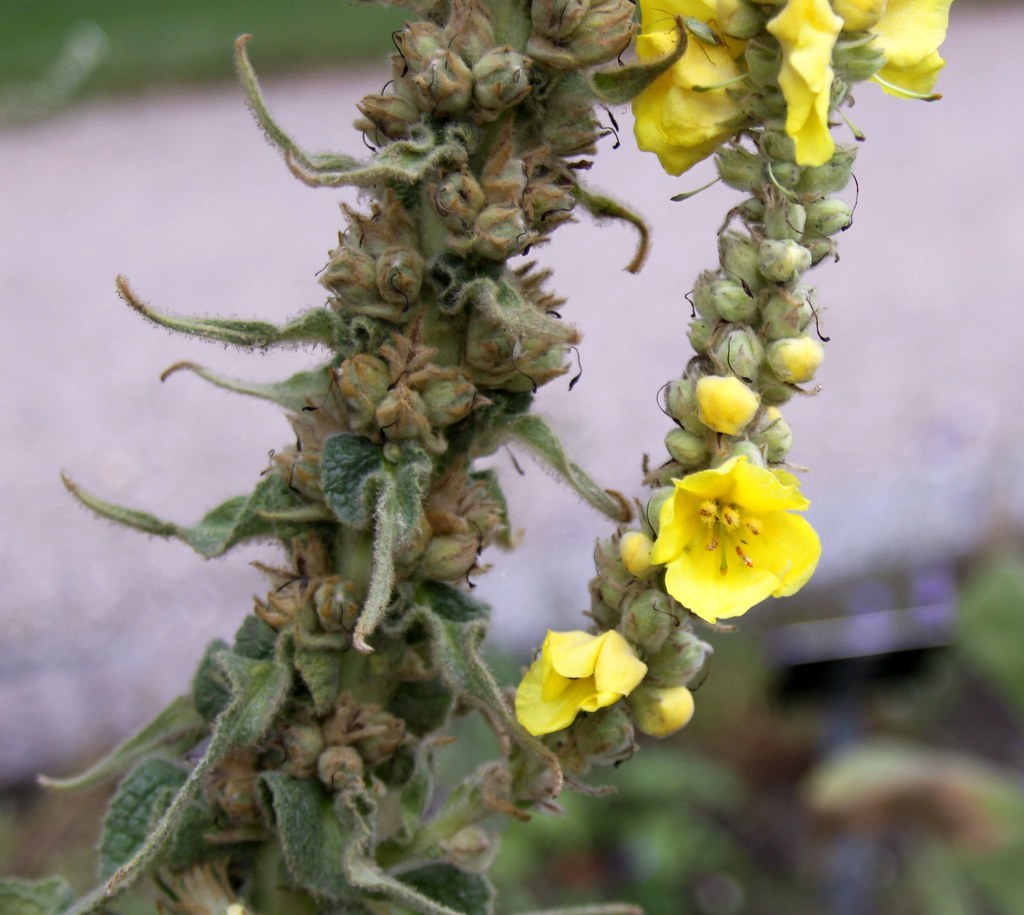 Cận cảnh một bông hoa vàng của cây Verbascum với một con bọ nhỏ đậu trên cánh hoa, phần nụ phía sau phủ lông tơ dày