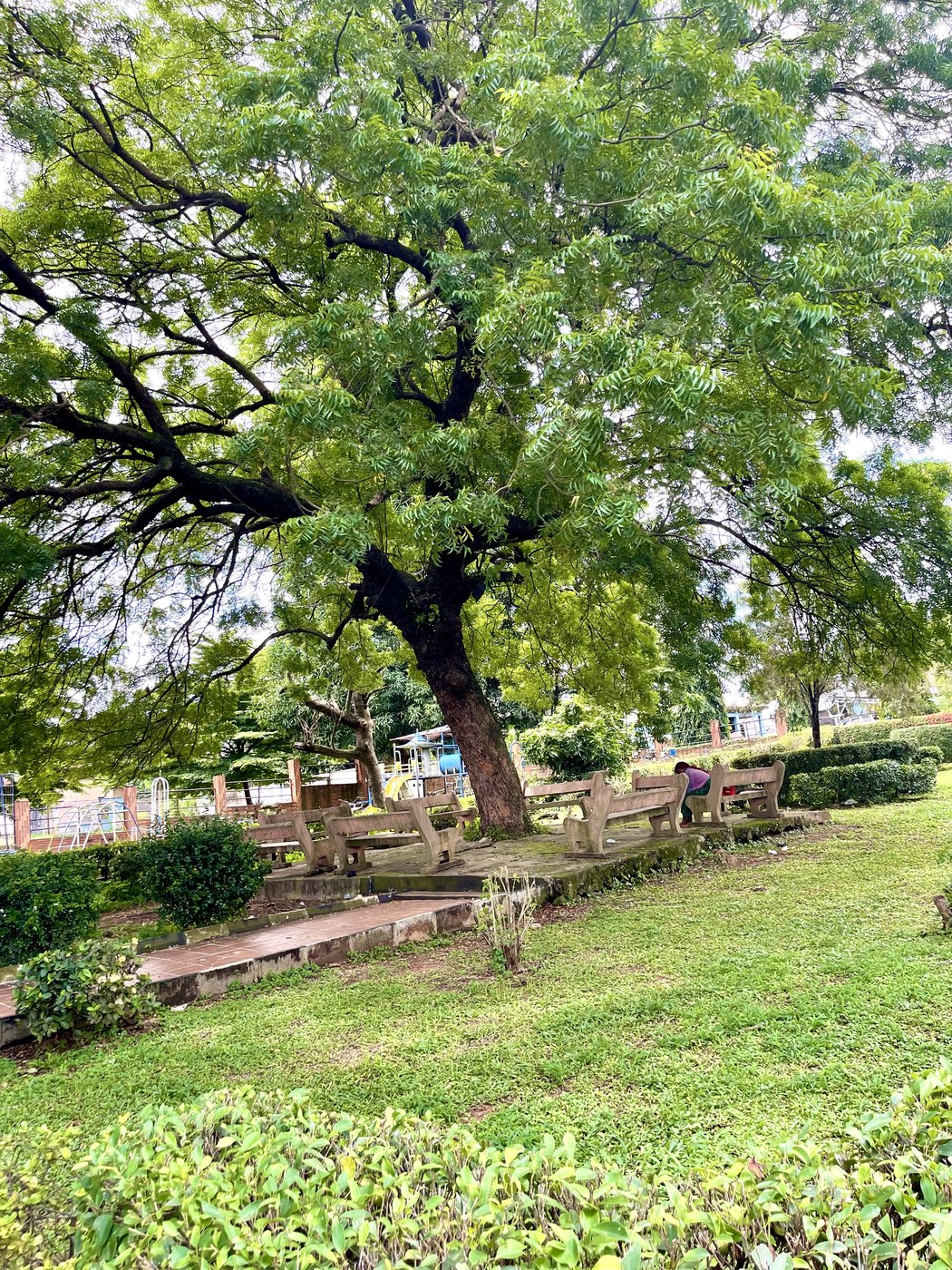 Một cây tán rộng toả bóng che kín một khoảng sân có ghế đá ngồi bên dưới, cỏ xanh xung quanh