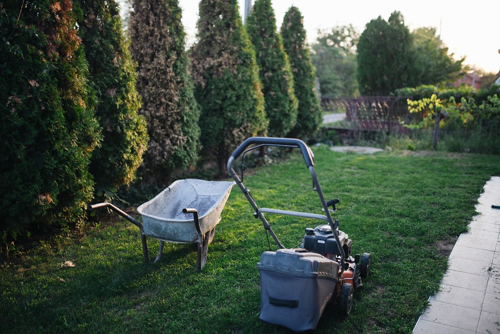 Máy cắt cỏ và xe cút kít để trên bãi cỏ, sát một hàng cây lá kim xén thành cột thẳng đứng