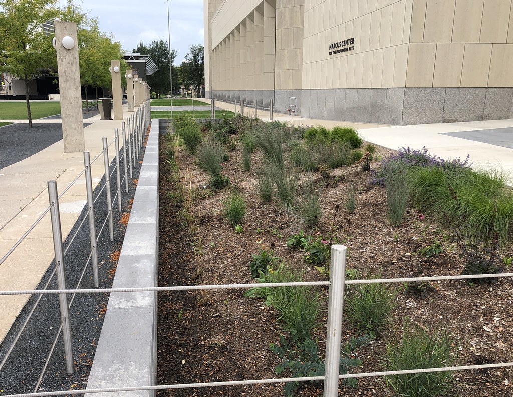 Bioswale trồng cỏ và cây thấp thu nước mưa