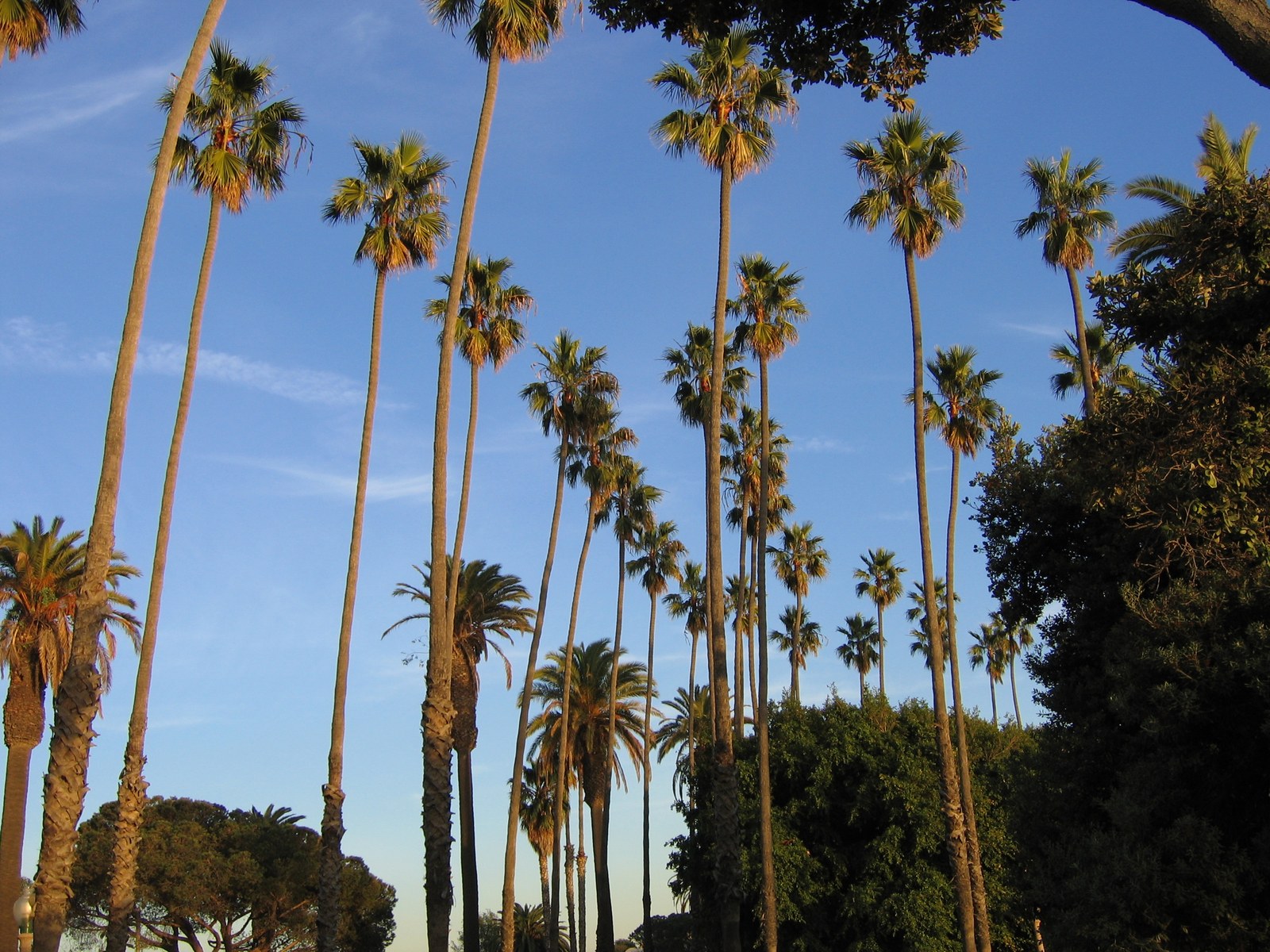 Hàng cọ cao dọc quảng trường khu Santa Monica