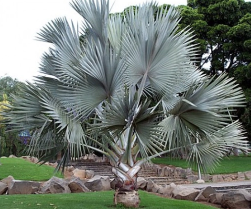 kè bạc