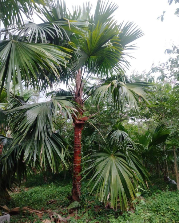 kè đỏ