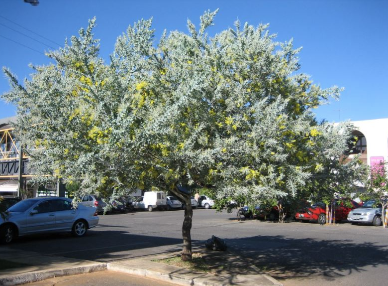 mimosa
