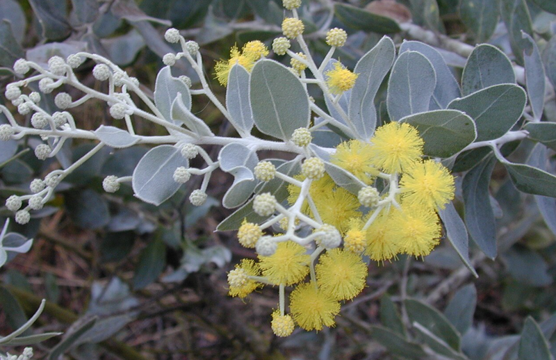 mimosa