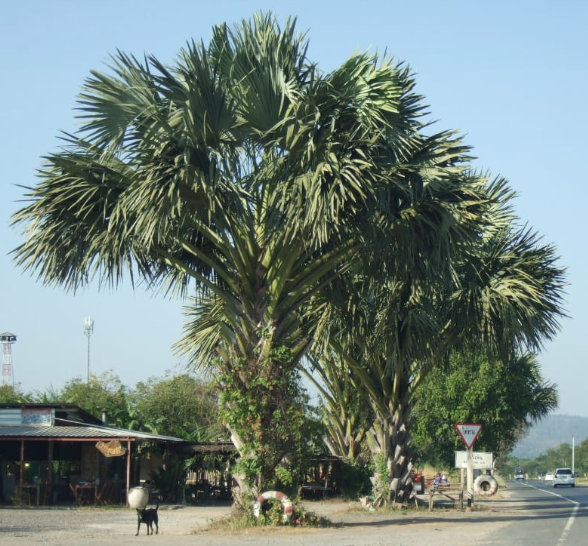 Lá buông