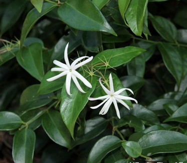 Lài quế
