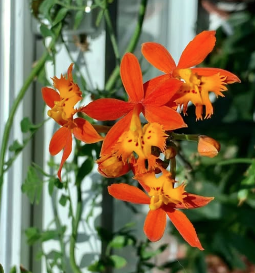 Lan epidendrum