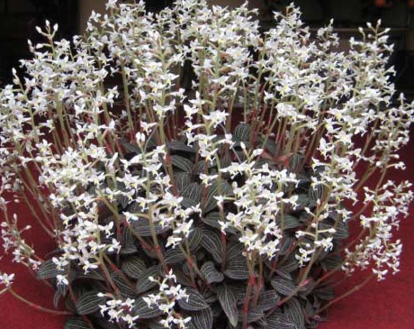 Lan kim tuyến, lan sứa