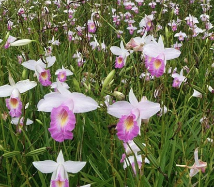 Lan sậy