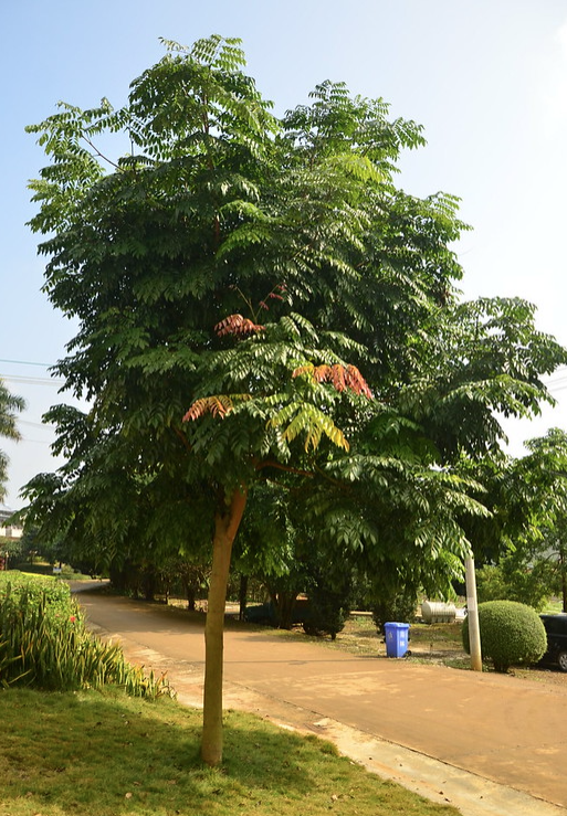 Lim xanh