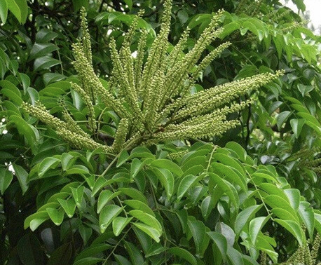 Lim xanh