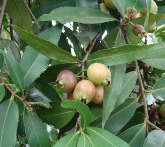 cây lý