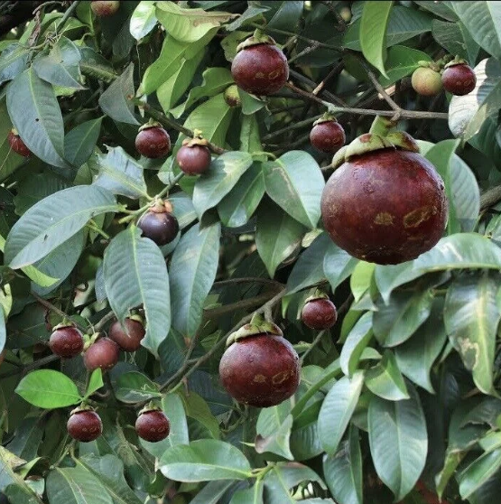 Măng cụt