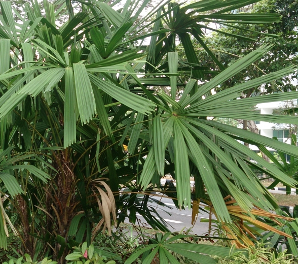 Mật cật gai, mây thái