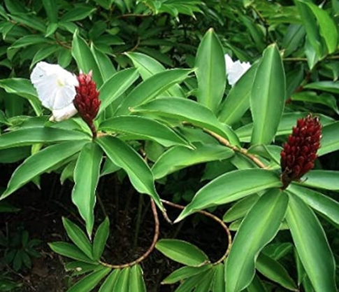 Mía dò, cát lồi