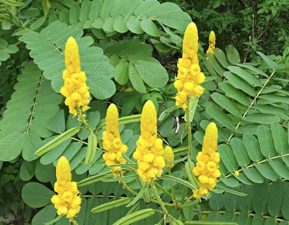 Muồng lạc, muồng trâu