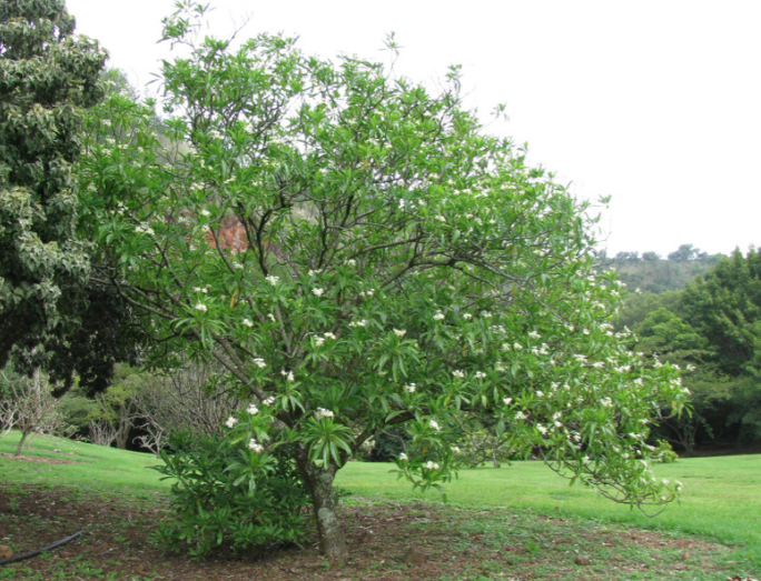 Mướp sát tâm hường