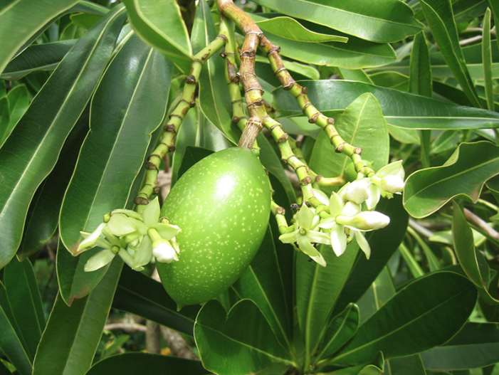 Mướp sát tâm hường