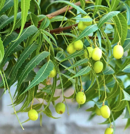 Sầu đâu, xoan chịu hạn