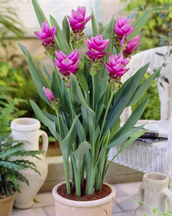 Nghệ lá từ cô
