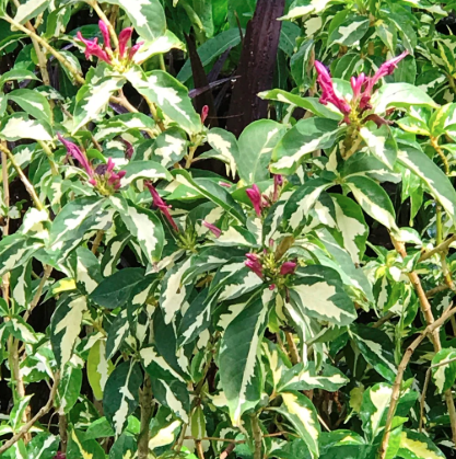 Ngọc diệp