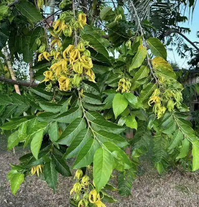 hoàng lan