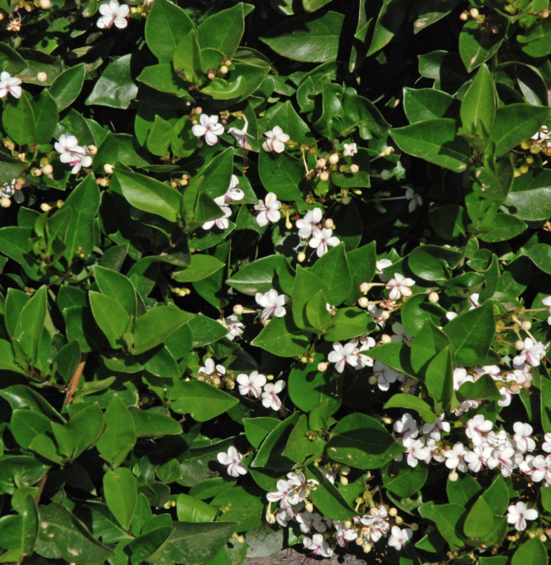 Ngọc nữ biển