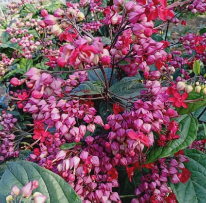 Mò đỏ, xích đồng nữ