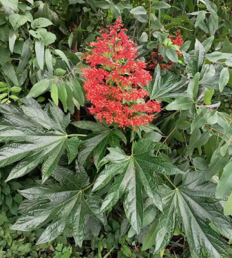 Ngọc nữ lá chân vịt