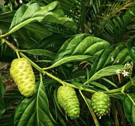 Nhàu