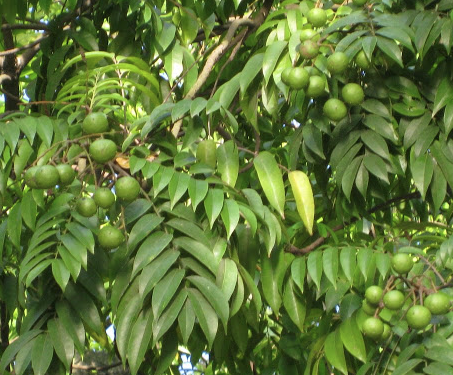 Sấu bắc, sấu trắng