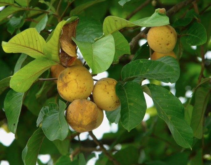 Sấu đỏ, sấu tía