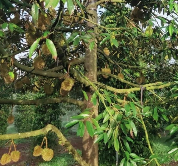 sầu riêng
