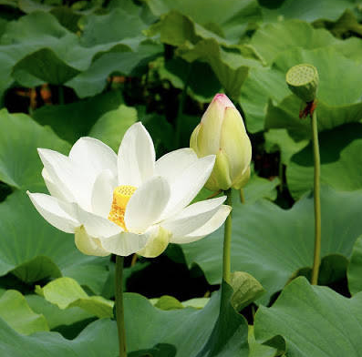 Sen trắng, bạch liên
