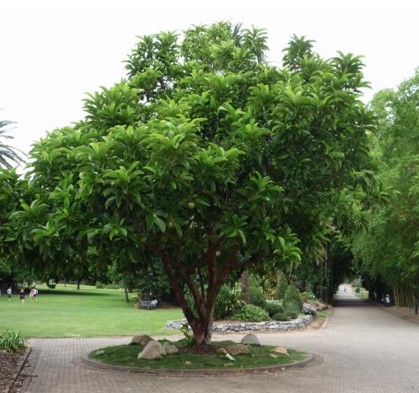 Sổ ấn