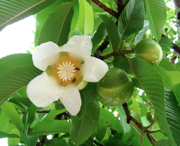 Sổ ấn