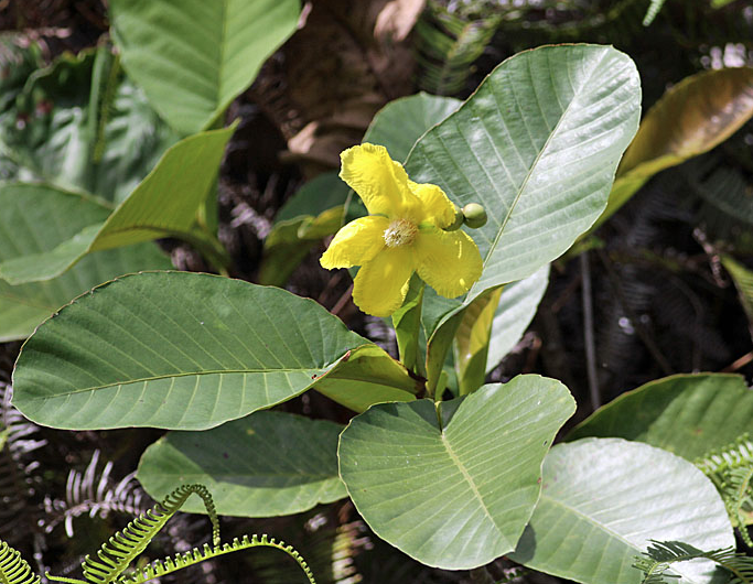 Sổ xoan