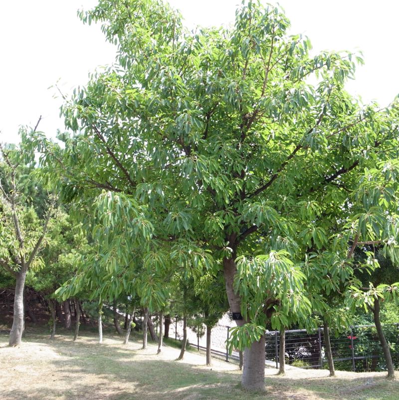 Sung kiêu