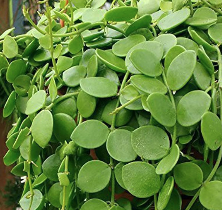 Tai chuột tiền, dây hạt bi