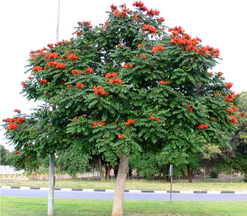 Tâm mộc cam
