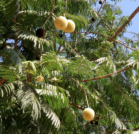 Keo khổng lồ, Thúi đồng nai