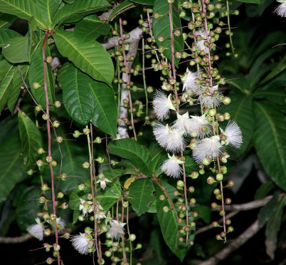 cây lộc vừng