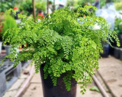 Tóc vệ nữ