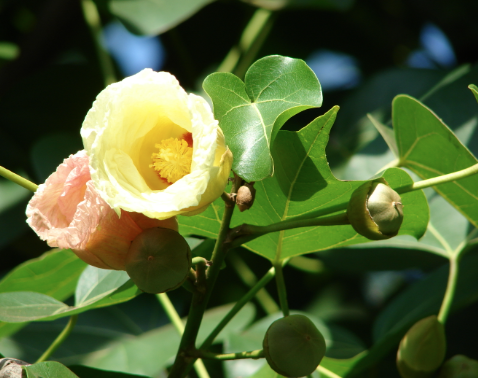 Tra bồ đề, tra lâm vồ