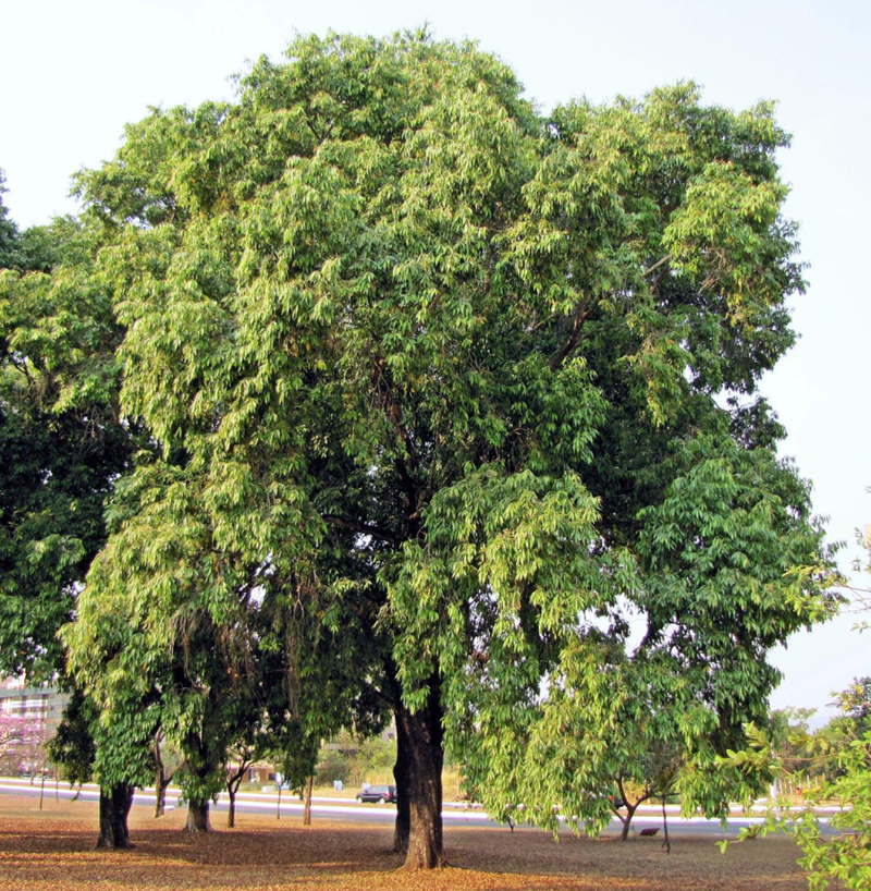 Trâm mốc, vối rừng