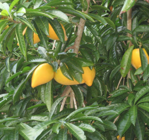 Trứng gà